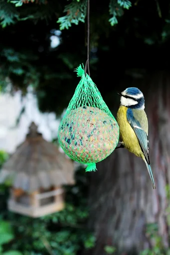 "Meisenknödel, 6er Set image"