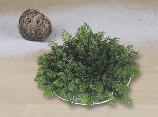 "Rose von Jericho image"