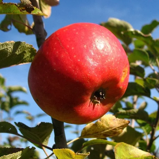 "Apfel "Pilot" Busch, im 10L-Container image"