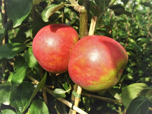 "Apfel "Roter Boskoop" Spindelbusch, im 5L-Container image"
