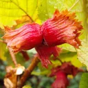 Haselnuss "Rote Zellernuss", 7,5L-Container