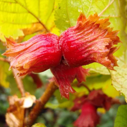 "Haselnuss "Rote Zellernuss", 7,5L-Container image"