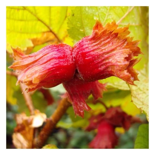 "Haselnuss 'Rote Zellernuss' (Corylus avellana) – winterharter Zierstrauch, im 7,5-L-Container image"