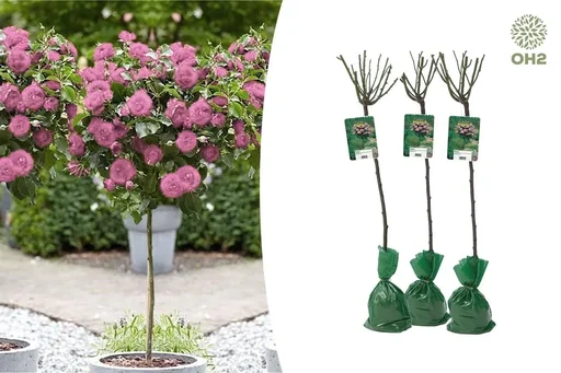 "Blumenset mit 3 XXL-Rosen in Rosa 120-140 cm image"