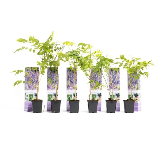 "Aufblühende Glyzinienpflanzen - Glyzinie - 6 Stück - 30-38Cm image"