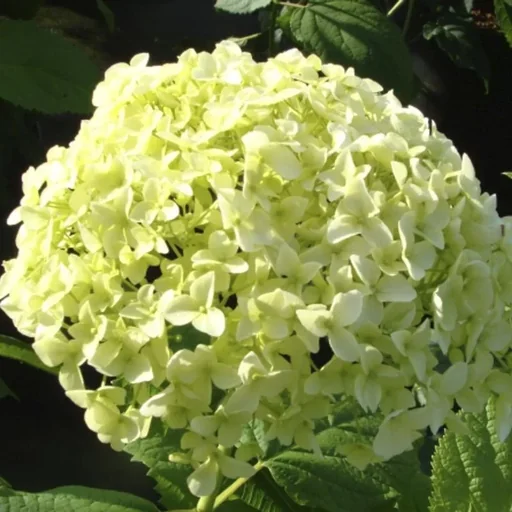 Waldhortensie Annabelle