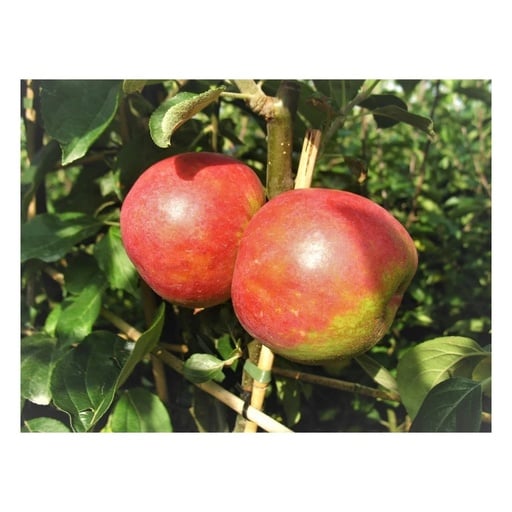"Apfel "Roter Boskoop" Busch, im 10L-Container image"