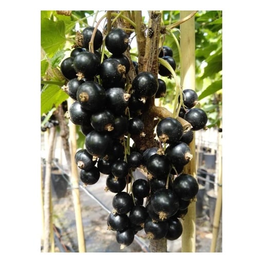"Johannisbeere schwarz "Ben Lomond" Busch, im 3,5L-Container image"