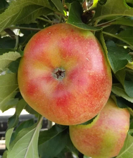"Säulenapfel "Rhapsodie", 7,5L-Container, aromatisch und saftig image"