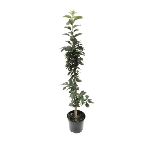 "Säulensauerkirsche 'Jachim' (Prunus cerasus) – winterharte Obstpflanze, im 7,5-L-Container image"