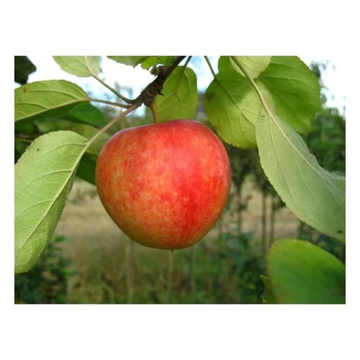 "Apfel "Cox Orange" Spindelbusch, im 5L-Container image"