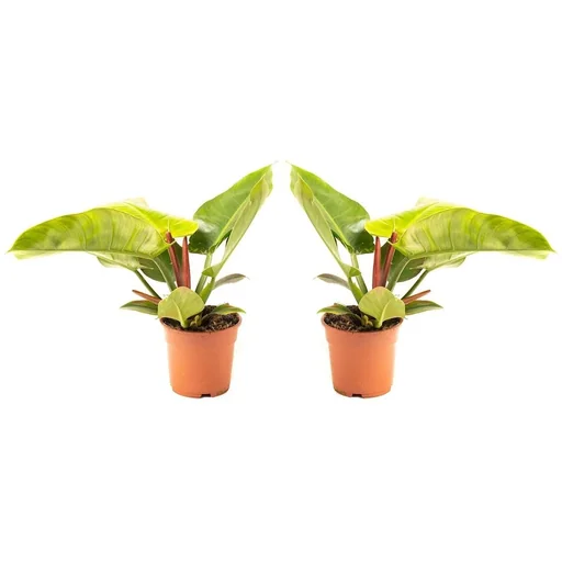"Aufblühender Philondendron Imperial Grün Groß - 50-60 Cm - 2 Stück image"