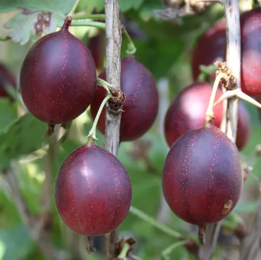 "Stachelbeere rot "Captivator" Busch, im 3,5L-Container image"