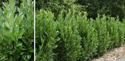 "Lorbeerkirsche, Prunus lauroc. "Green Torch", für 5 m Hecke, 60-80 cm hoch, 7 Liter Topf, 10 Stück im Set image"