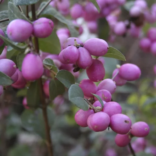 "Schneebeere, Symphoricarpos door. "Magical Candy'", 4,6 Liter Topf, 50-60 cm hoch, 3er-Set image"