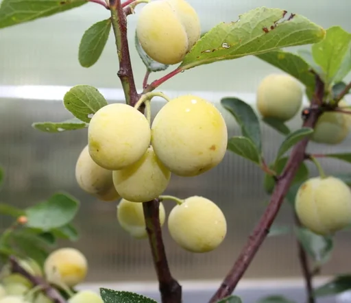 Mirabelle 'Nancy Mirabelle' Halbstamm