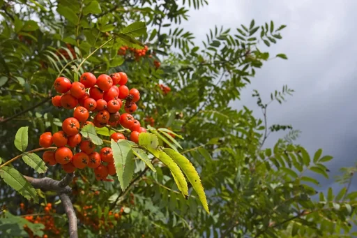 Gewöhnliche Eberesche Sorbus aucuparia, 7.5 L Topf, 80-100 cm