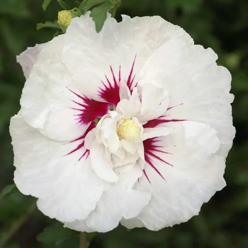 "Garteneibisch French Point - Hibiscus syriacus - 12 L Topf 80-100 cm image"
