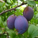 Pflaume "Hauszwetsche" Busch, im 10L-Container, gut steinlösend, sehr guter Geschmack, ideal für Pflaumenkuchen