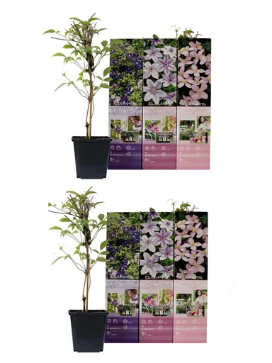 "Waldrebe 6er-Set (Clematis) – winterharte Kletterpflanze, Höhe ca. 30–40 cm image"