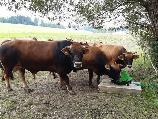 "Weidepumpe P100 mit Doppelhub und 1"-Anschluss image"