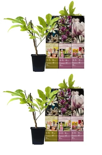 Magnolie als 6er-Set