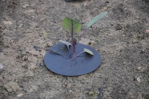 "Kohlkragen - Schutz vor der Kohlfliege, 25 Stück image"