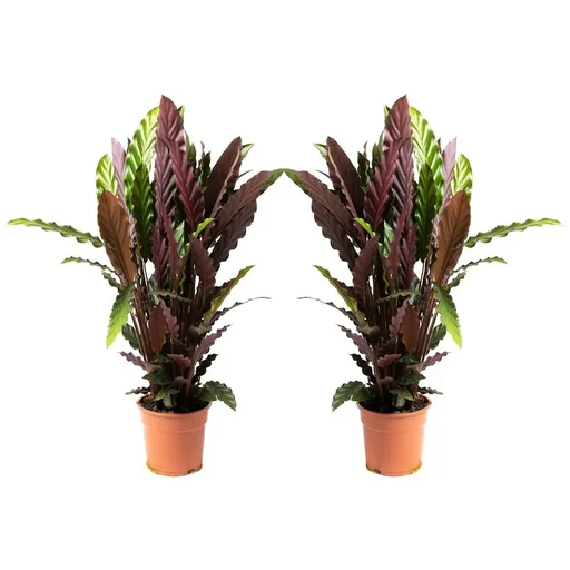 "Aufblühende Pfauenpflanze - Calathea Rufibarba - Groß - 50-60Cm - 2 Stück image"