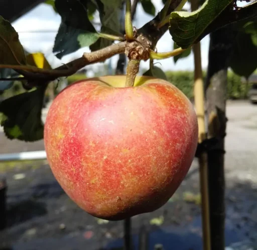 "Zwergapfel "Delgrina", 7,5L-Conatiner, fest, süß-säuerlich und sehr schmackhaft image"