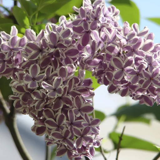 "Edelflieder 'Sensation' (Syringa vulgaris) – winterharter Blütenstrauch, im 12-L-Container, Höhe ca. 80–100 cm image"