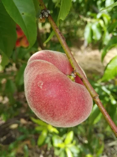 "Pfirsich "Sandwich-Tellerpfirsich", 7,5L-Container image"