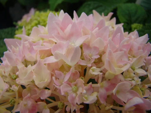 "Hortensie "Endless Summer", rosa, 5 Liter Topf image"