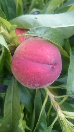 "Zwergpfirsich "Bonanaza", 5L-Container, saftiges und aromatisches Fruchtfleisch image"