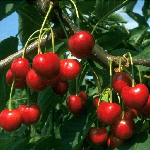 "Süßkirsche "Regina" Halbstamm, im 10L-Container, aromatisch, kleiner Stein image"