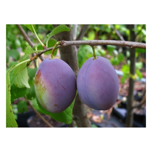 "Pflaume 'Anna Späth' (Prunus domestica) – winterhartes Obstgehölz, als Busch, im 10-L-Container image"