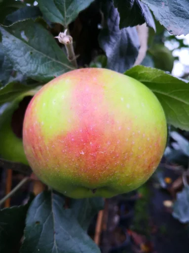"Apfel "Jakob Lebel" Busch im 5L-Container image"