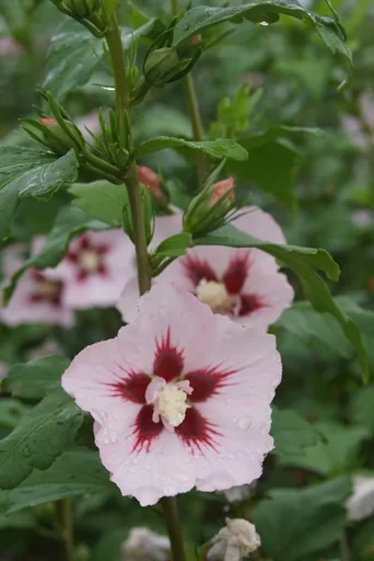 "Garteneibisch Hamabo - Hibiscus syriacus - 7.5 L Topf 70-80 cm image"