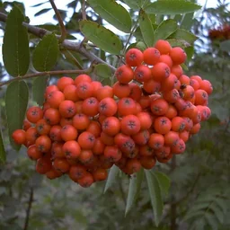 Essbare-Mährische Eberesche 