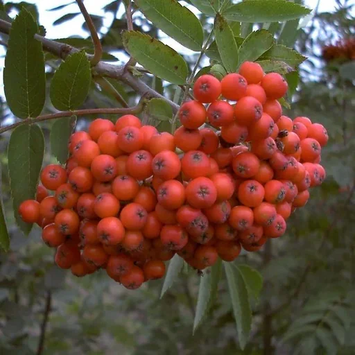"Essbare-Mährische Eberesche "Edulis", 7,5L-Container image"