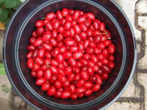 "Kornelkirsche "Jolico", 5L-Container image"