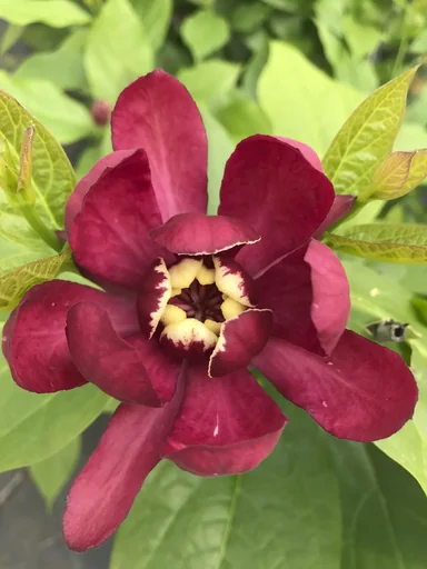 "Gewürzstrauch Aphrodite - Calycanthus raulstonii - 7.5 L 60-80 cm image"
