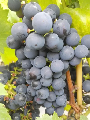 "Weinrebe "Regent", 3,5L-Container image"