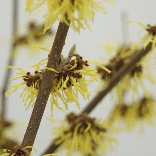 "Zaubernuss Westerstede - Hamamelis intermedia - 4 L Topf 40-60 cm image"