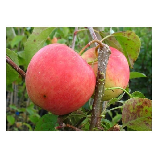 "Apfel "Pinova" Halbstamm, im 10L-Container image"