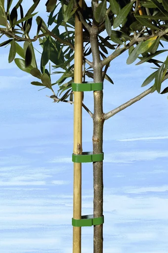 "Pflanzband 5 m image"