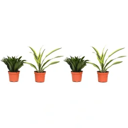 Blühender Drachenbaum - Dracaena - 4 Stück - 25 -35 Cm (2x Dracaena 'Lemon Lime'