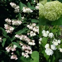 Blütensträucher, 40-50 cm hoch, 4,6 Liter Topf, 3 Stück im Set, 1 x gefüllter duftender Gartenjasmin "Schneesturm", 1 x gefüllter Sternchenstrauch "Plena", 1 x gefüllter Schneeball "Roseum"