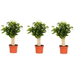 Aufblühender Ficus benjamina 'Natasja' mit Jute-Stamm - 3 Stück - 35-40Cm