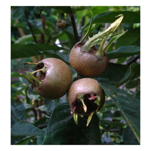"Mispel 'Nottingham' (Mespilus germanica) – winterharter Obststrauch, im 7,5-L-Container image"