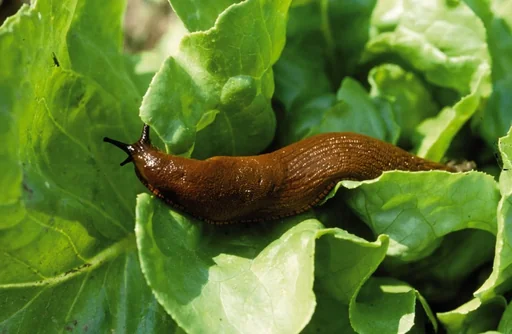 "Schneckenschutz 8 Meter Kupferband image"